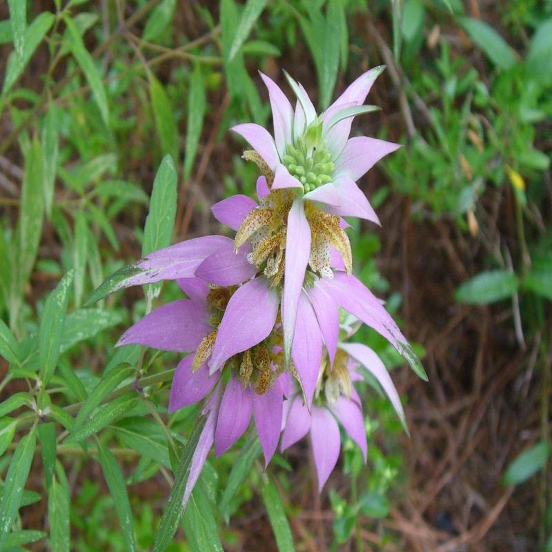 100 Spotted Bee Balm Flower Seeds