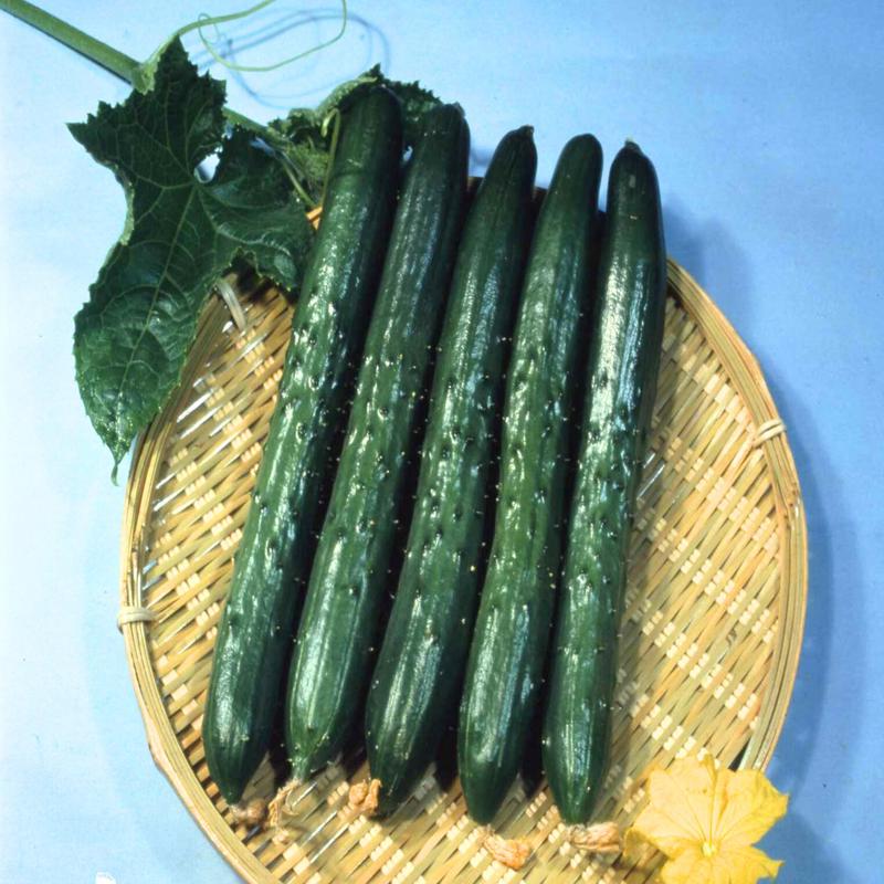 Tasty King Japanese Hybrid Cucumber Seeds