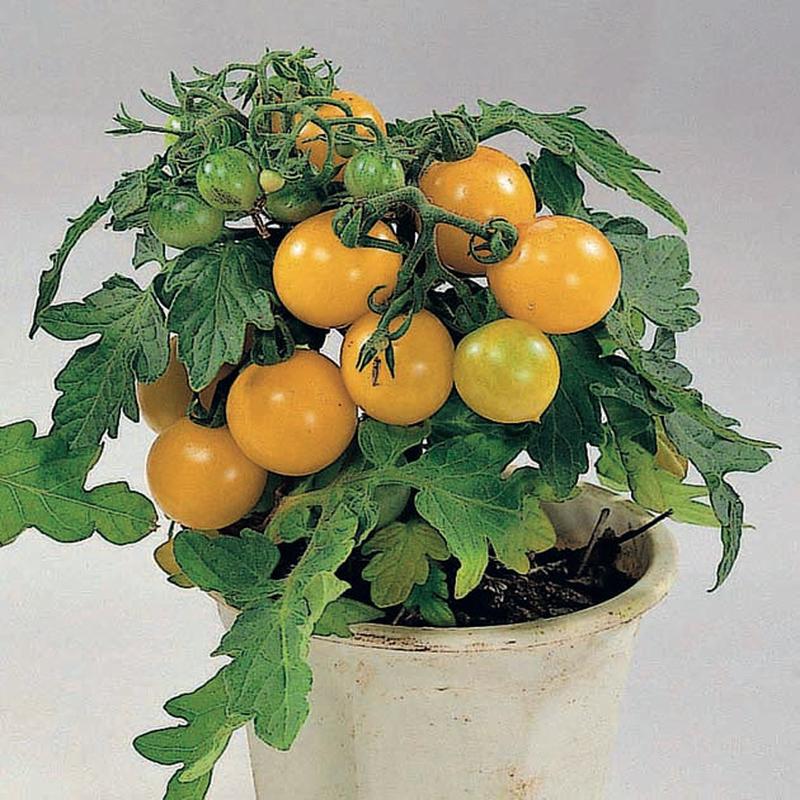 Tomato Birdie Yellow Canary