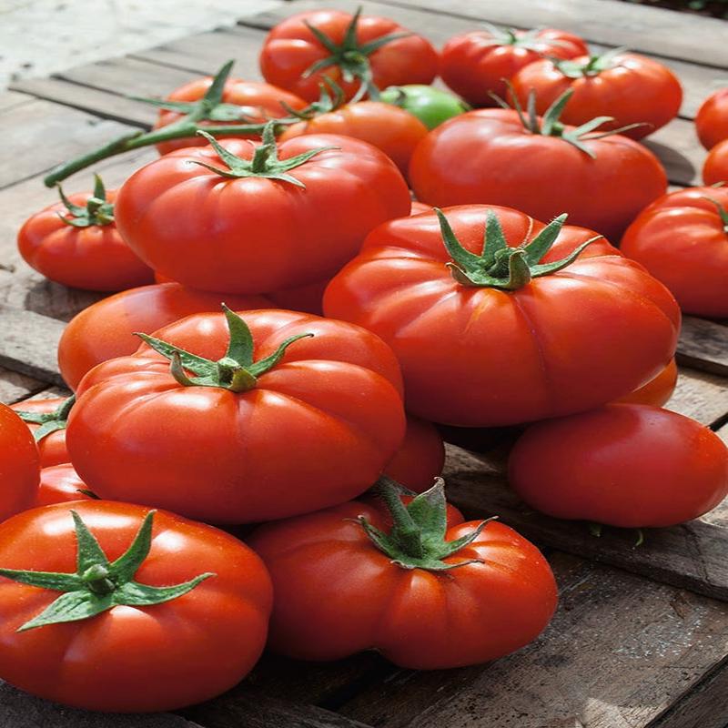 Tomato Country Taste F1 Hybrid