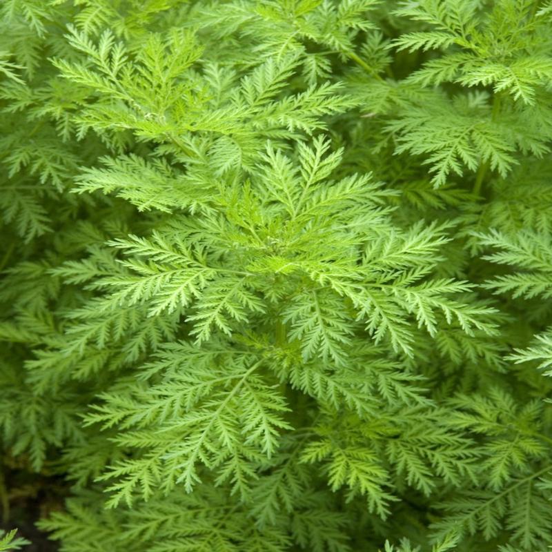 100 Organic Sweet Annie Artemisia annua Seeds
