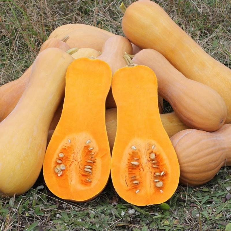20 Organic Waltham Butternut Squash Seeds