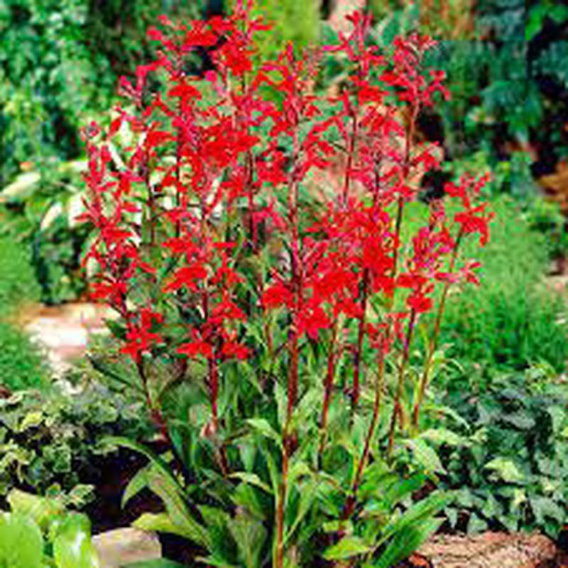 200 Red Cardinal Flower Seeds