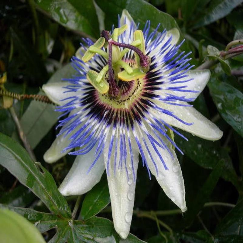 25 Passion Flower Vine Seeds