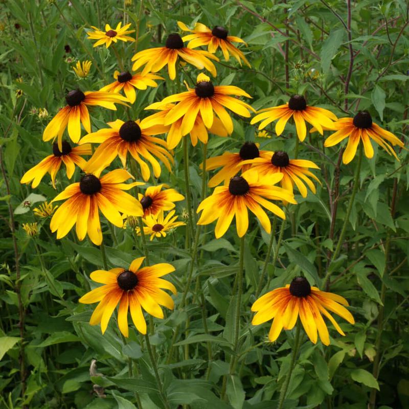 500 "Gloriosa" Rudbeckia Flower Seeds