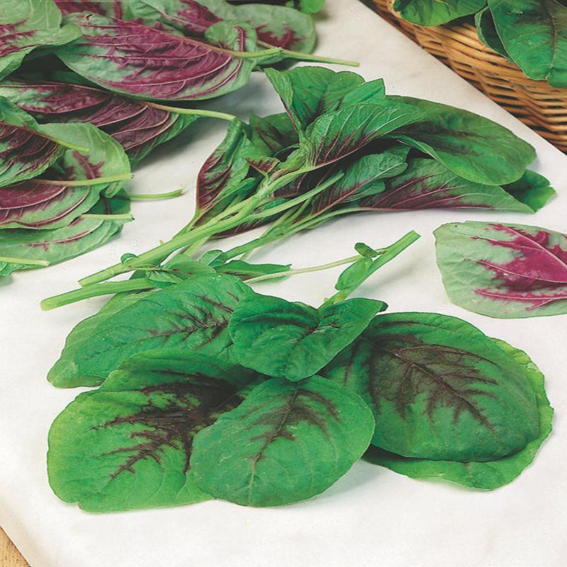 Amaranthus Red Callaloo