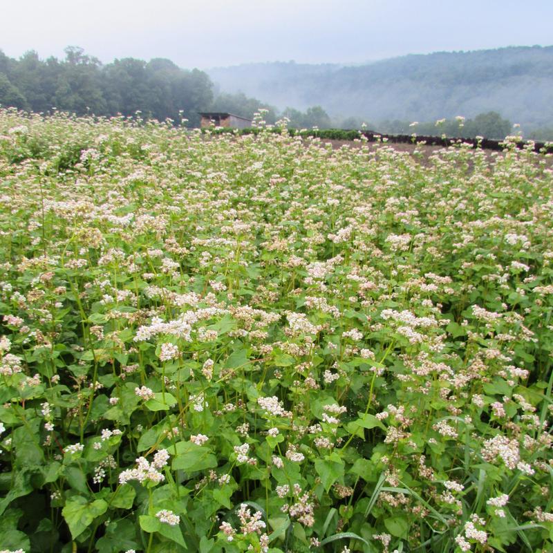 Buckwheat Cover Crop Seed