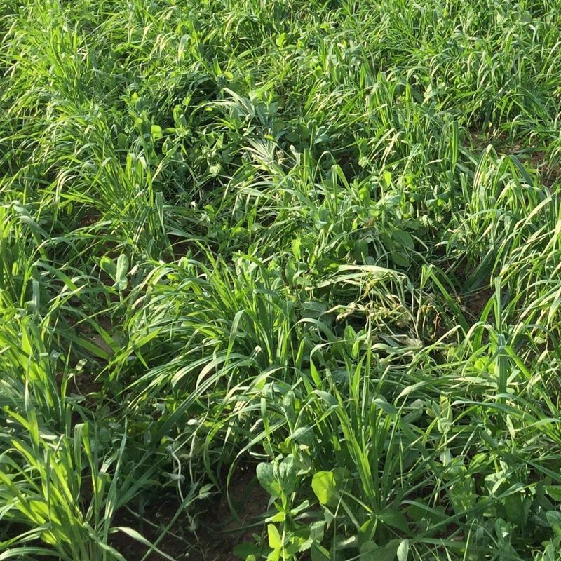 Oats Cover Crop Seed