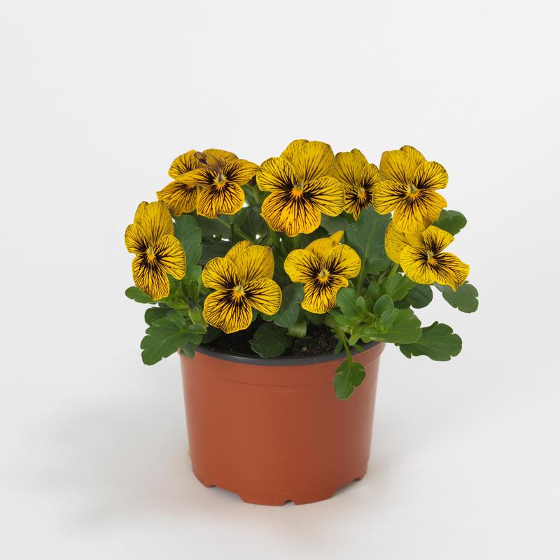 Viola Sorbet Tiger Eyes Yellow F1 Hybrid