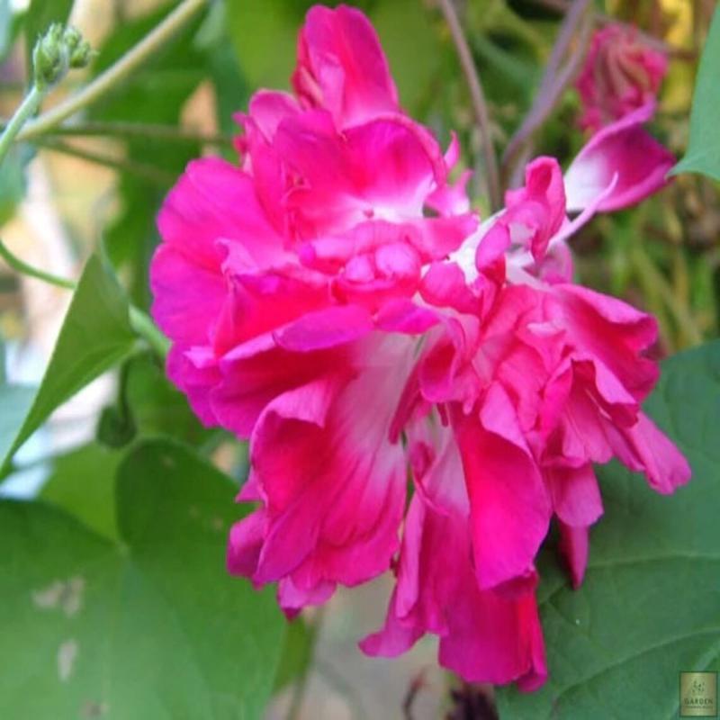 10 Japanese Ruffled Morning Glory Flower Seeds