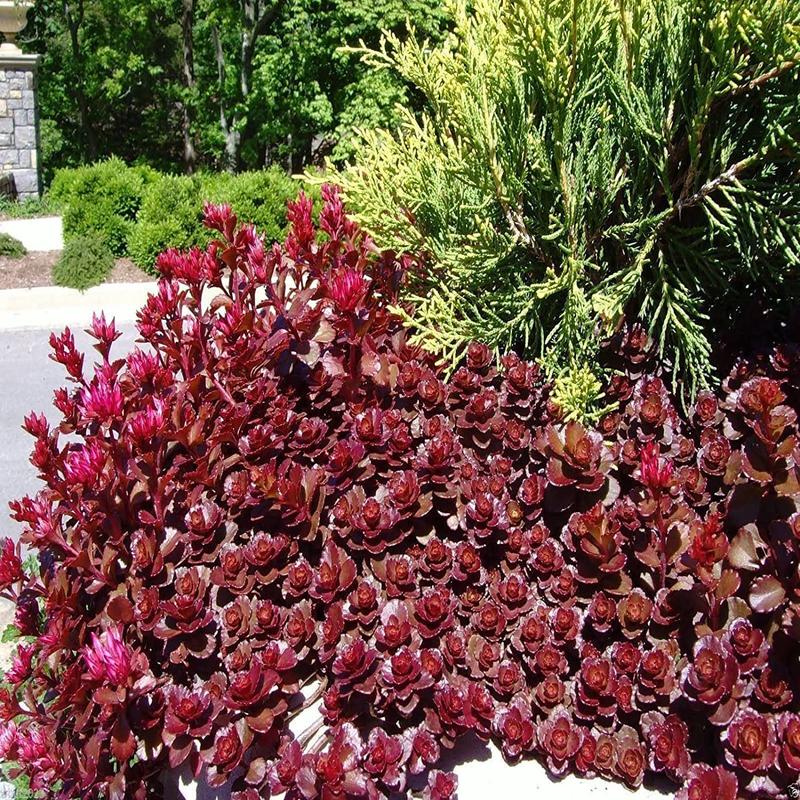 100 Red Dragon's Blood Sedum Succulent Seeds