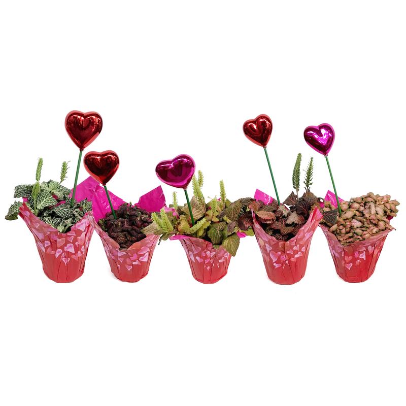 4in Valentines Planter Fittonia