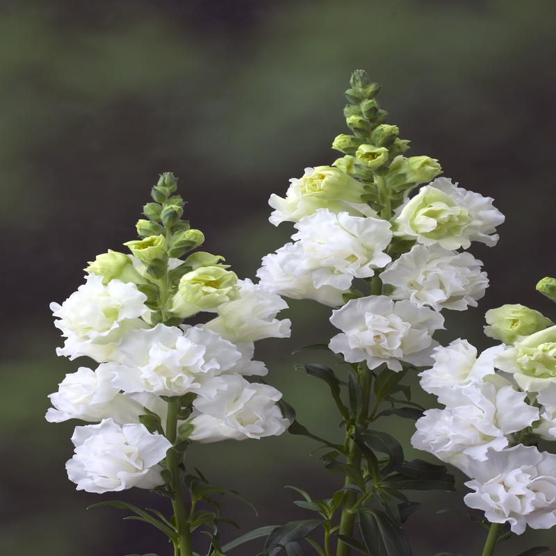 Antirrhinum Double White F1 Hybrid