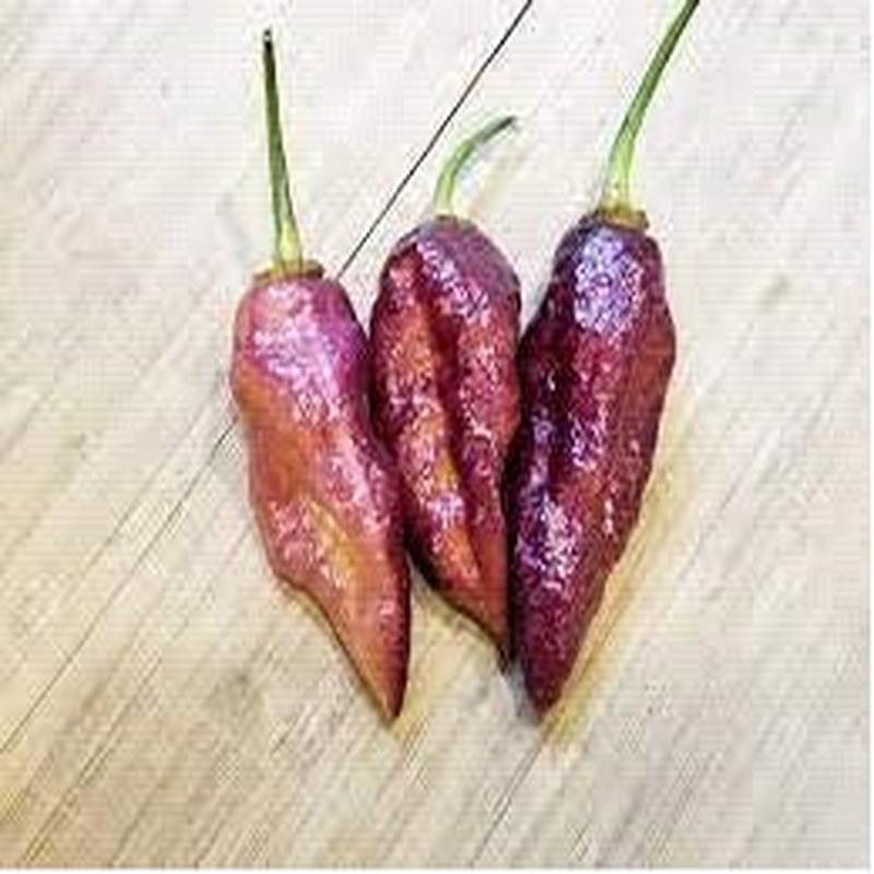 BBG7 Dream 7 Pod Bubblegum - Chilli Pepper - Capsicum Chinense - 5 seeds