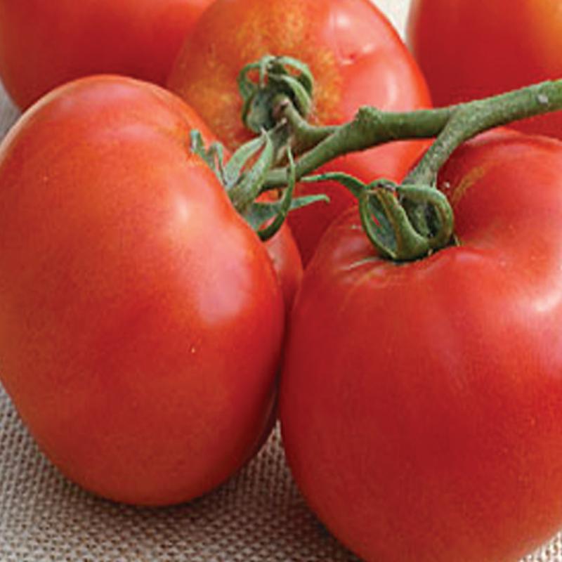 BHN 589 Hybrid Tomato Seeds