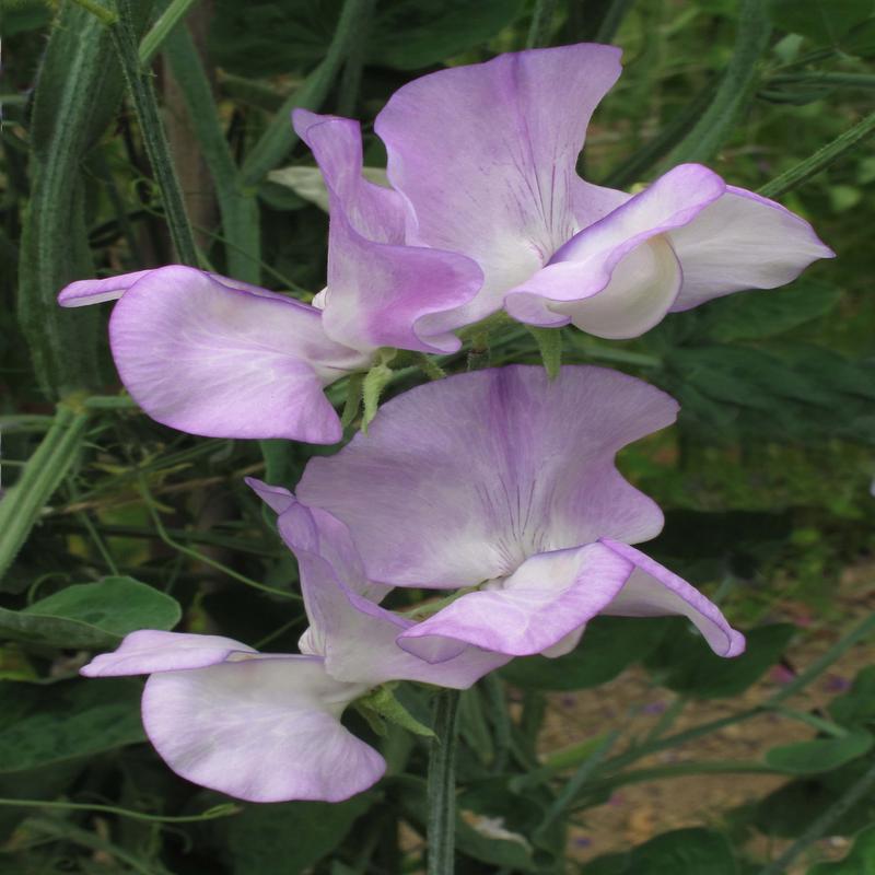 Sweet Pea More Scent