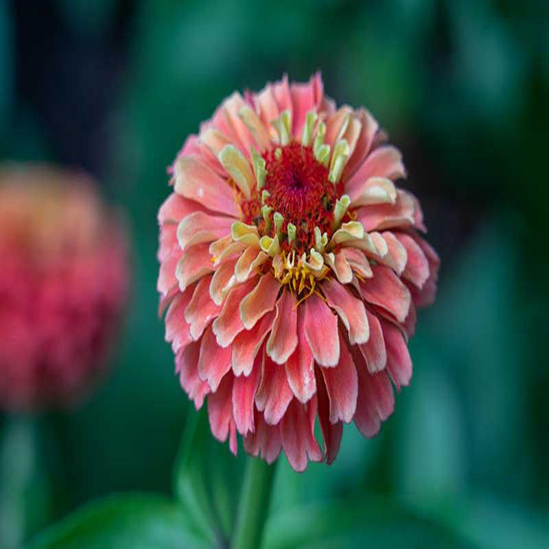 Zinnia Queen Lime Red - 35 seeds