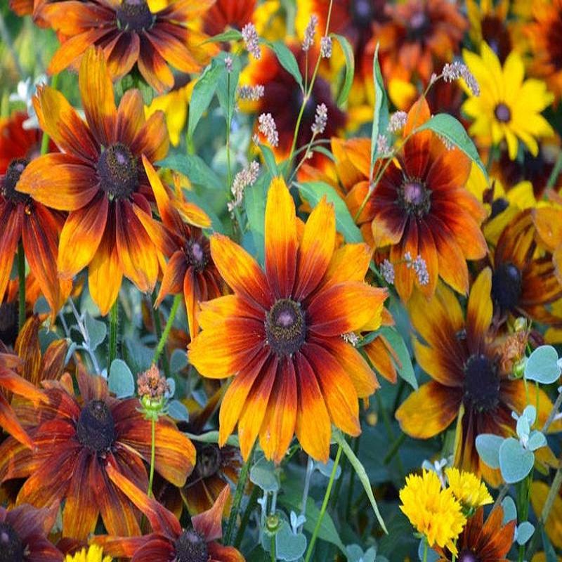 100 "Autumn Forest" Rudbeckia Flower Seeds