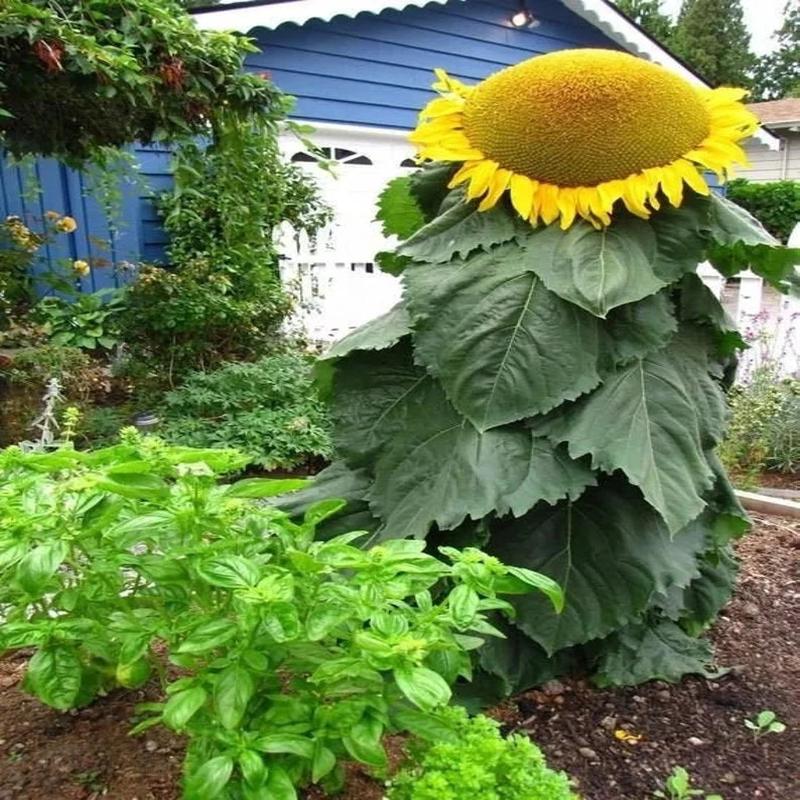 20 Mongolian Giant Sunflower Seeds