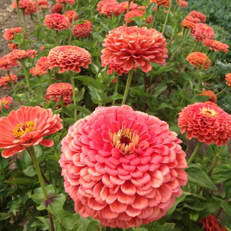 200 Coral Beauty Zinnia Flower Seeds