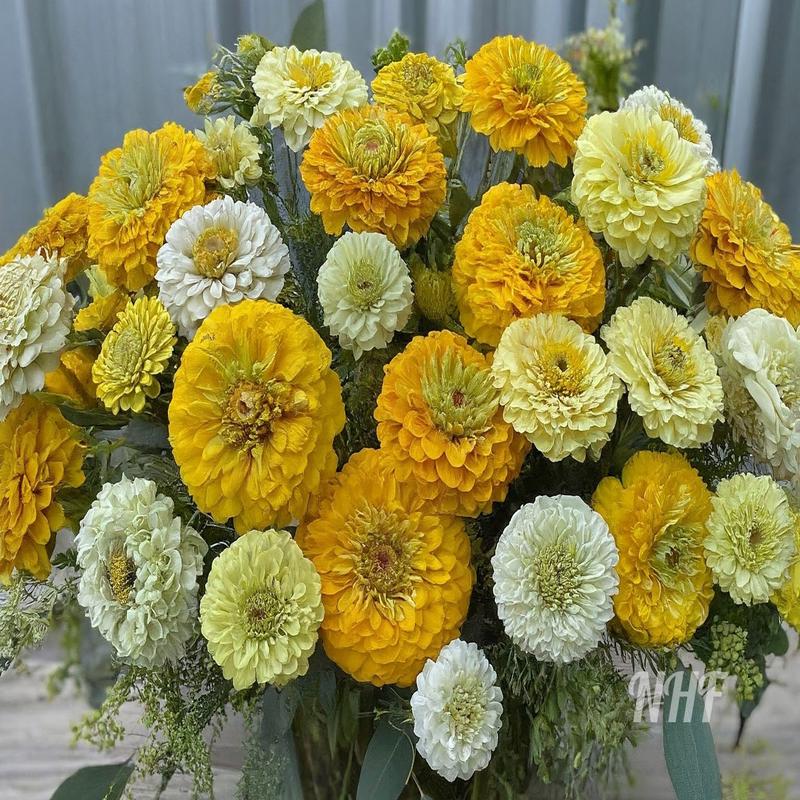 200 Lemon Meringue Zinnia Flower Seeds