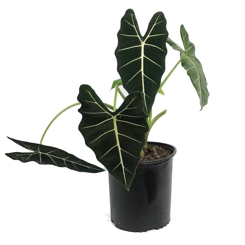 Alocasia, 10in, Frydek