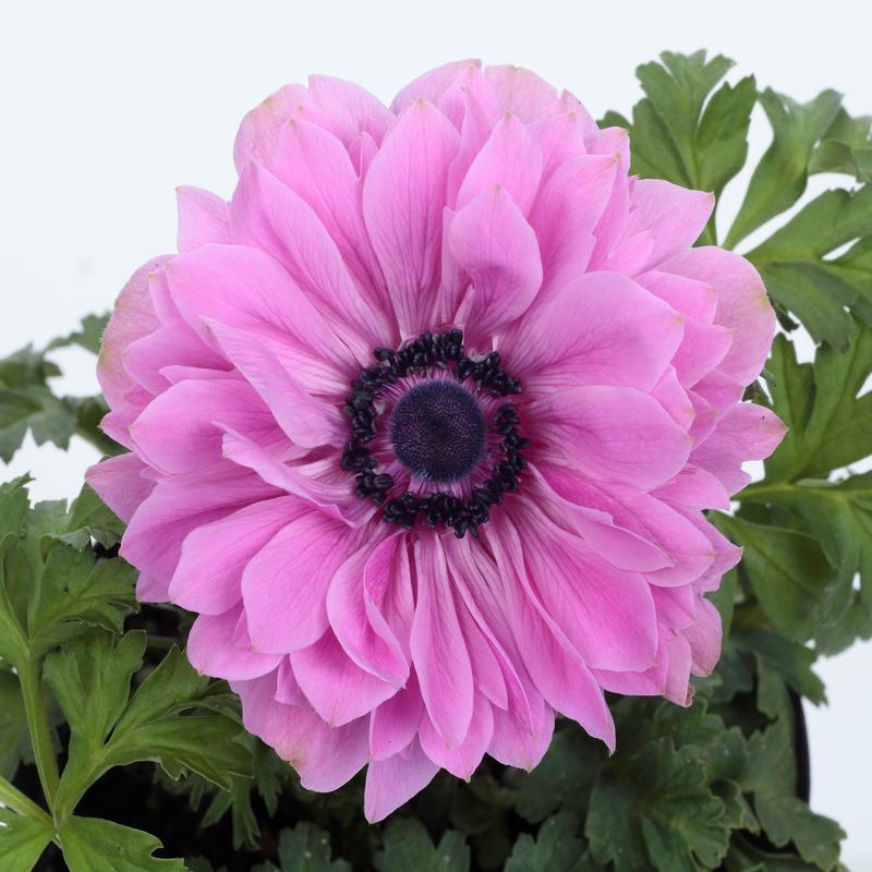 Anemone Harmony Double Rose F1 Hybrid