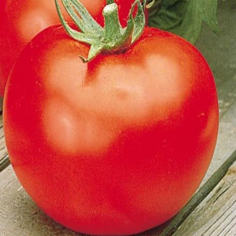 Better Boy Hybrid Slicing Tomato Seeds