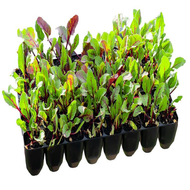 Sturdy 40 cell Propagation Module Tray