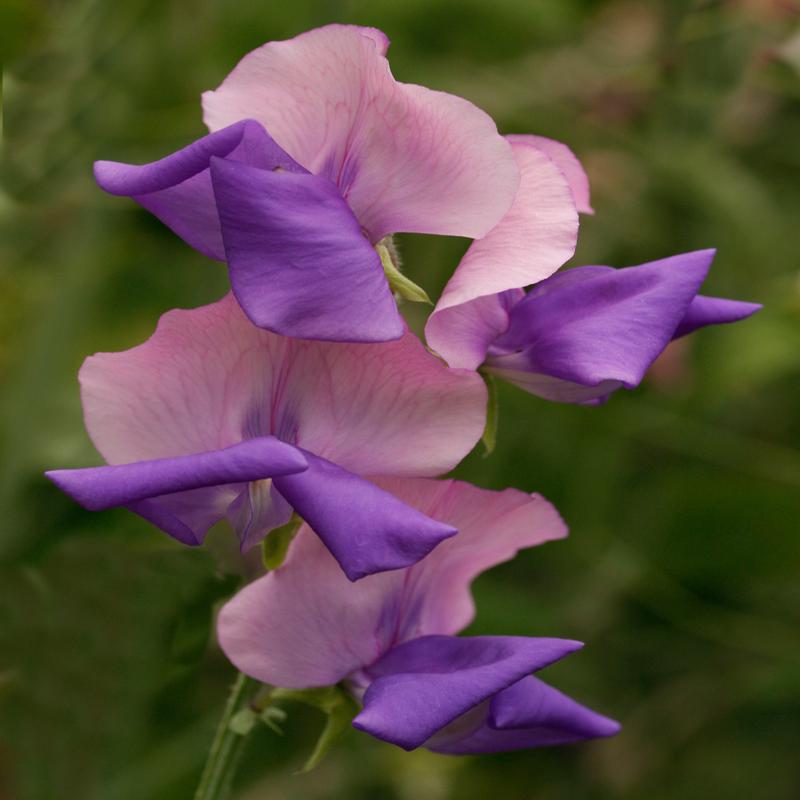 Sweet Pea Erewhon