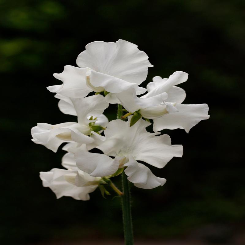 Sweet Pea Wild Swan
