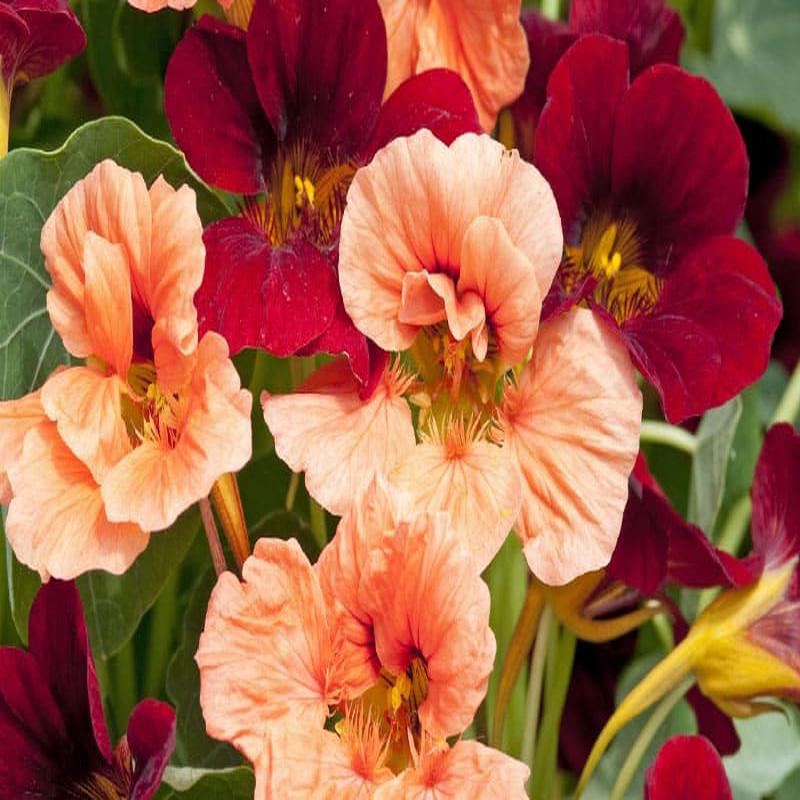Tropaeolum Rumba (Nasturtium) - 35 seeds