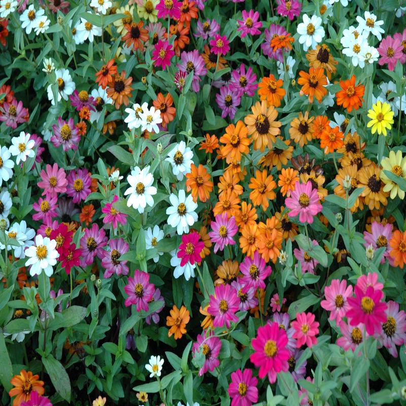 Zinnia Profusion Mix