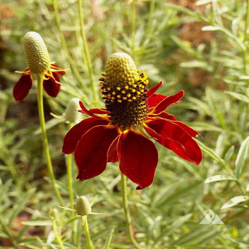 100 Dwarf Red Coneflower Seeds