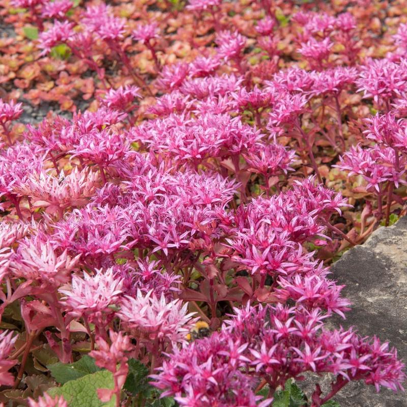 100 Purple Carpet Sedum Succulent Seeds
