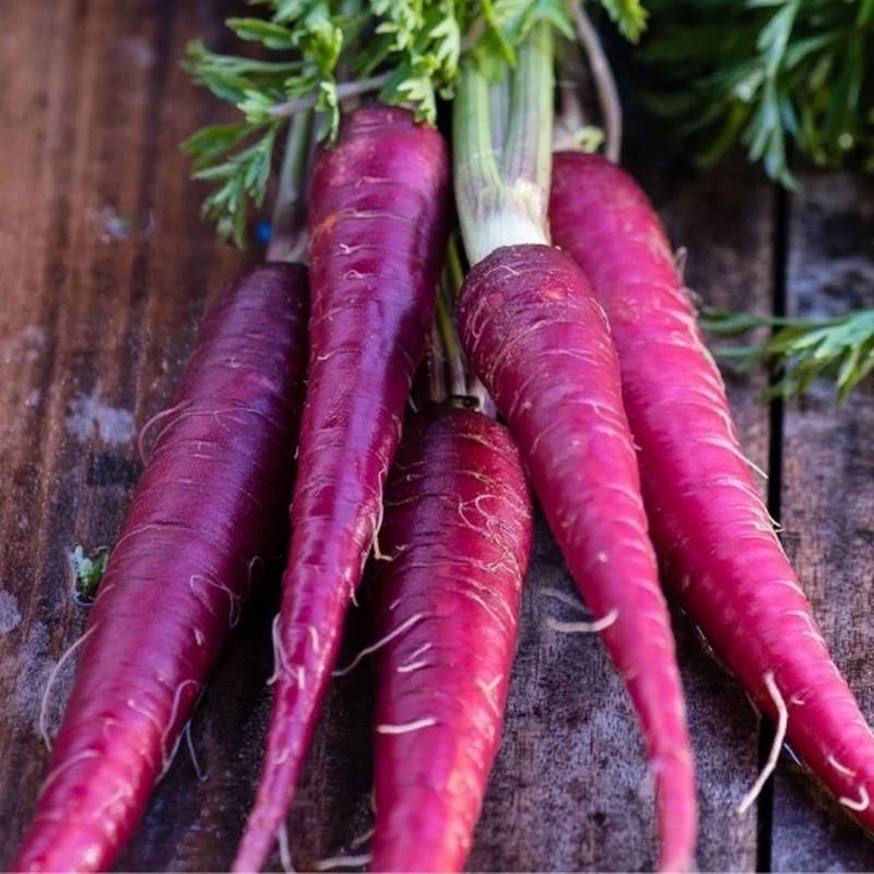 150 Organic Cosmic Purple Carrot Vegetable Seeds