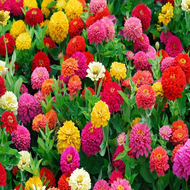200 Lilliput Small Mixed Color Zinnia Flower Seeds