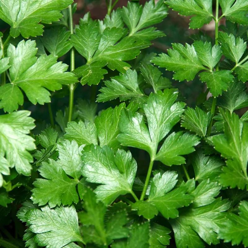200 Organic Flat Leaf Italian Parsley Herb Seeds
