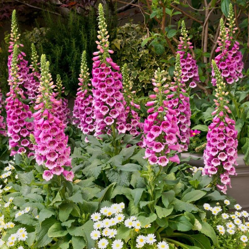 200 "Purple Giant" Foxglove Flower Seeds