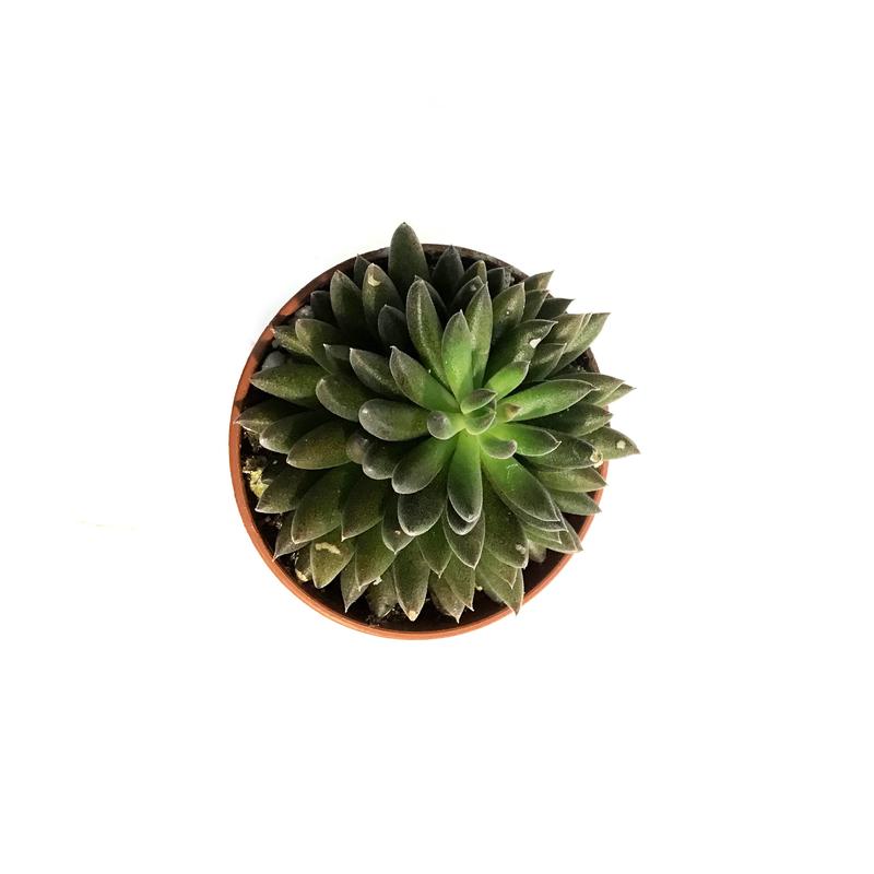 Succulent, 2in, Black Sea Urchin