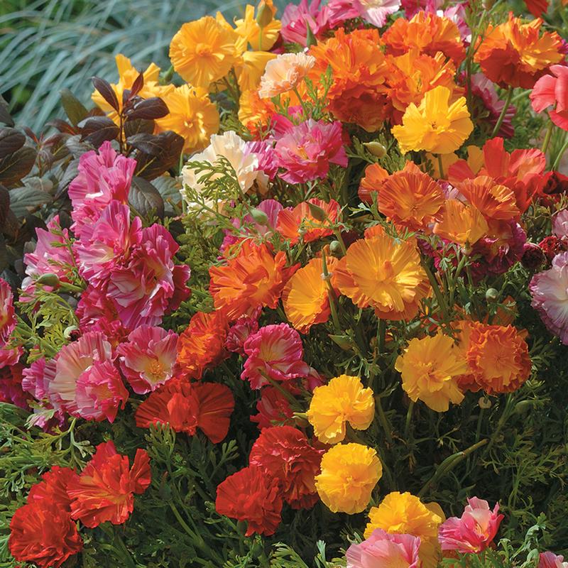 100 Jelly Beans Mix California Poppy Flower Seeds