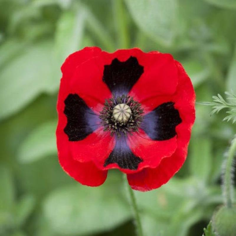 100 Lady Bird Poppy Flower Seeds