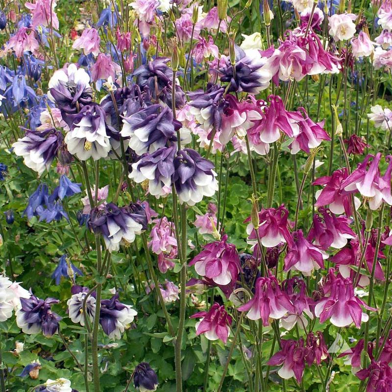 200 Dwarf Columbine Mixed Color Flower Seeds