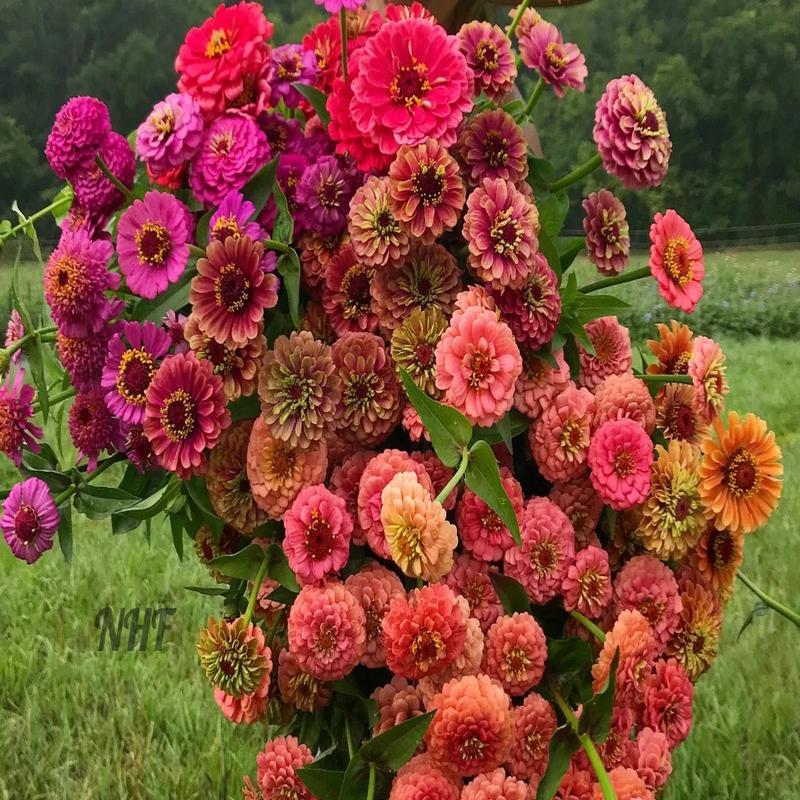 200 Twilight Mix Zinnia Flower Seeds