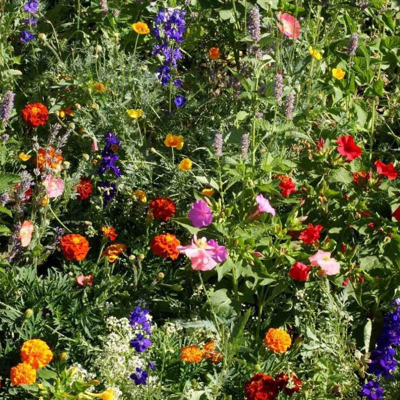 2000+ Deer and Rabbit Resistant Flower Seed Mix