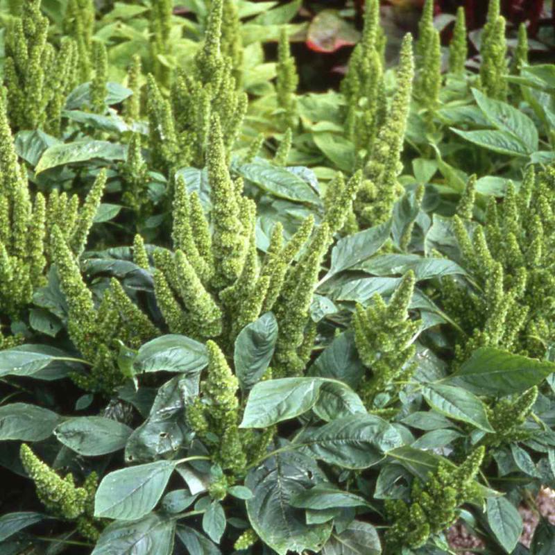300 Green Thumb Dwarf Green Amaranthus Flower Seeds