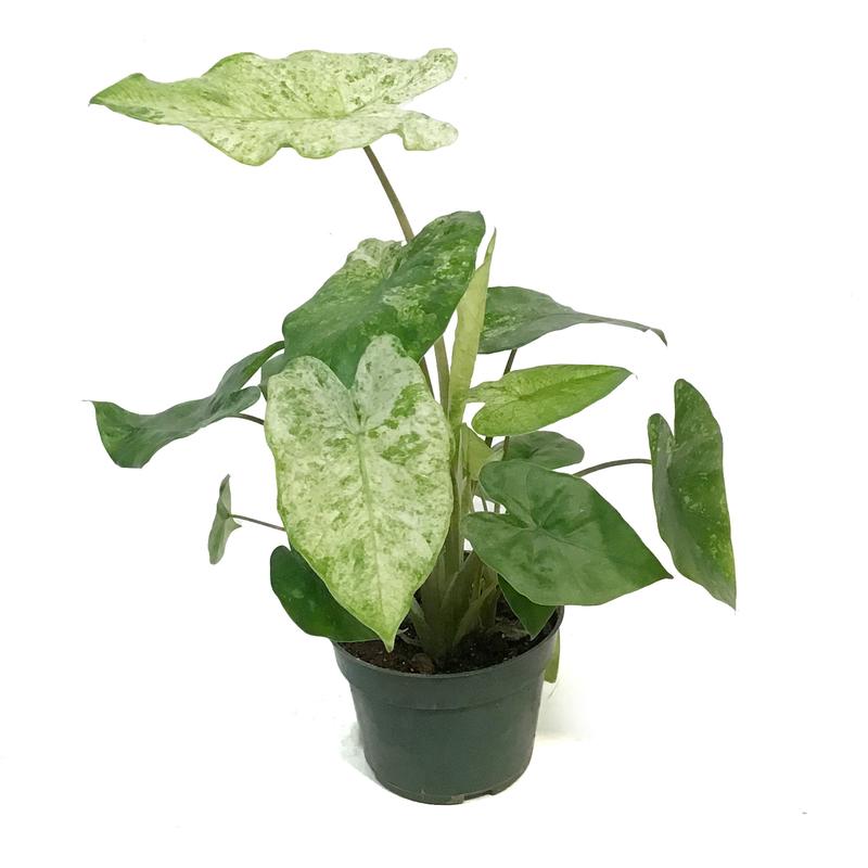 Alocasia, 4in, Camouflage