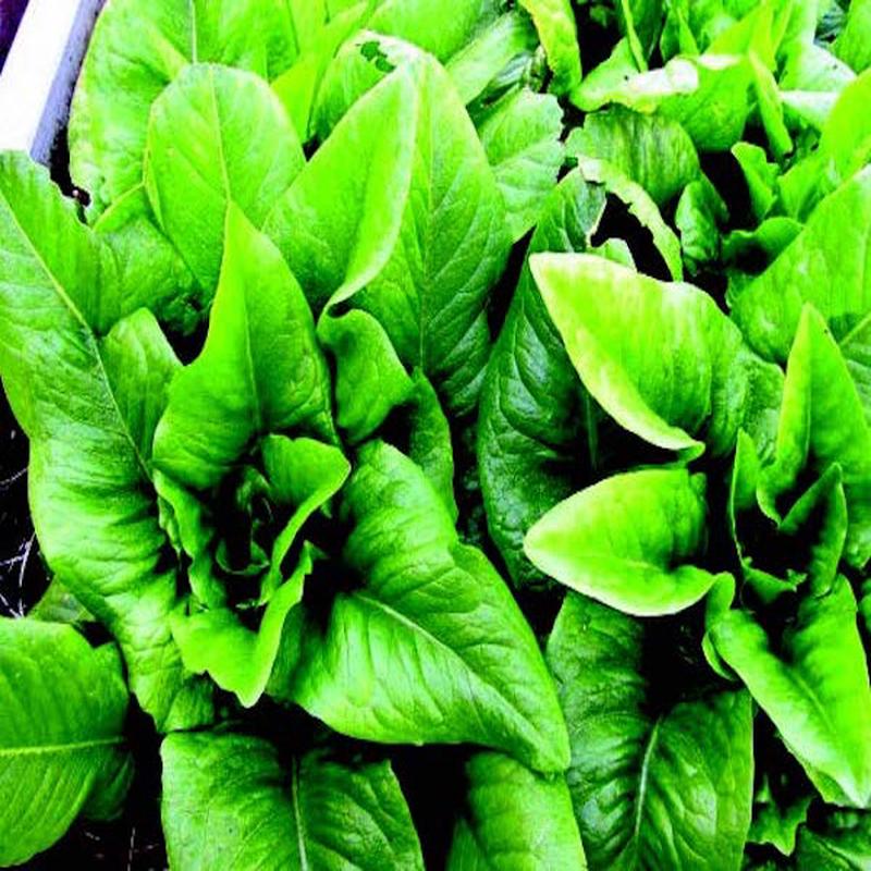 Amish Deer Tongue Lettuce Seeds
