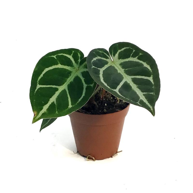 Anthurium, 4in, Dorayaki