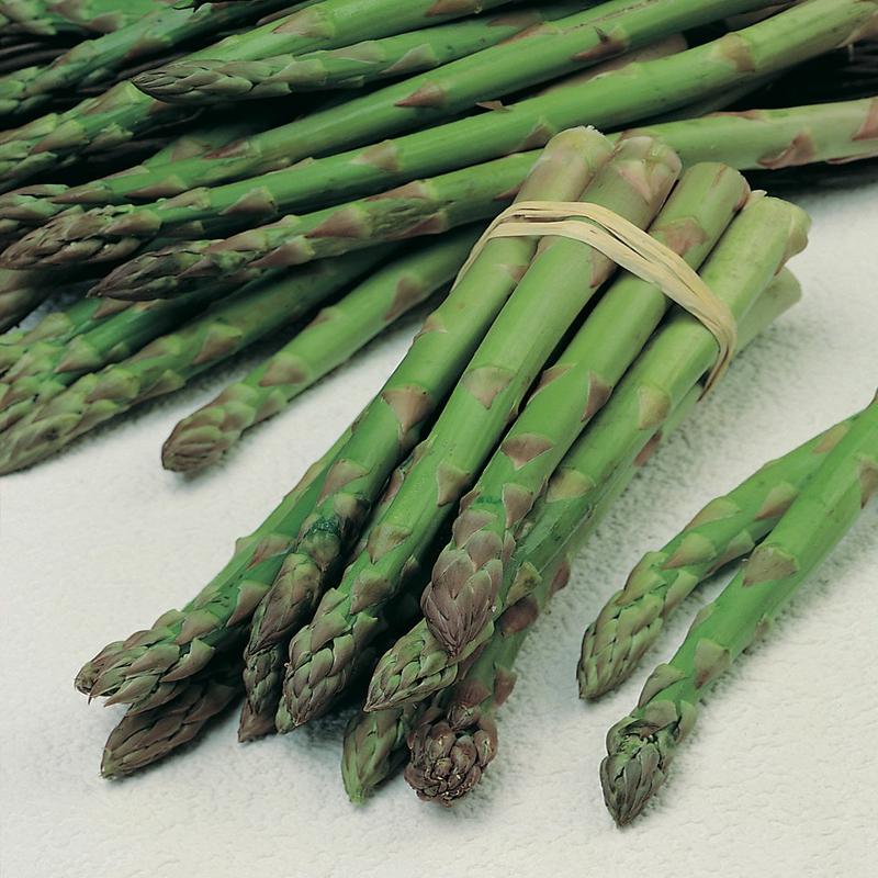 Asparagus Pacific Challenger NZ F1 Hybrid
